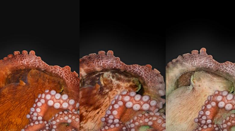 Study reveals Octopuses change color and dreams while Sleeping