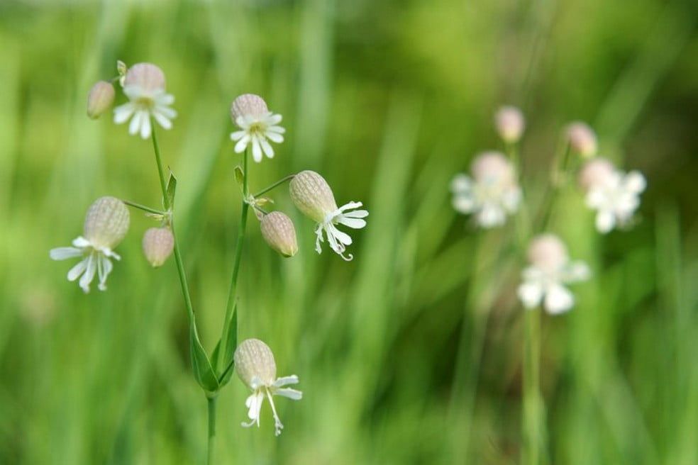  Ice Age Flower