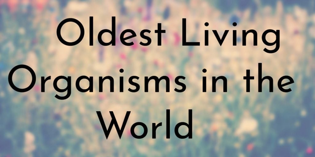 Oldest-Living-Organisms-in-the-World