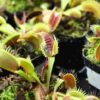 Scientists Create ‘Robo-Plants’ For Interacting With Plants