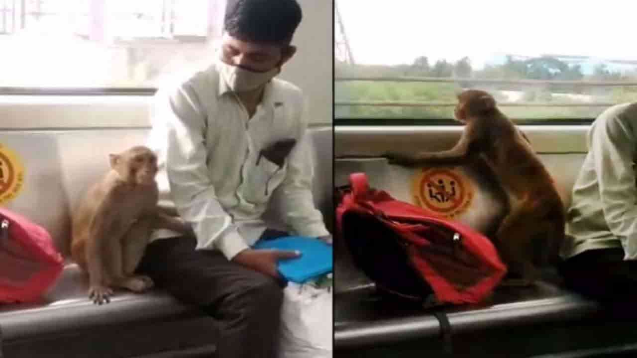 Video Of Monkey Inside Delhi Metro Goes Viral On Twitter