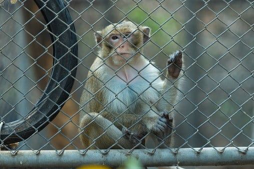 China Has Recently Found A Case Of The Deadly Monkey B Virus