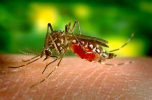14 Cases Of Zika Virus Found In Kerala