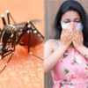 Increasing Dengue Cases In Delhi NCR Scare Experts