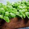 These Wonderful Health Benefits Of Basil Leaves Will Surprise You