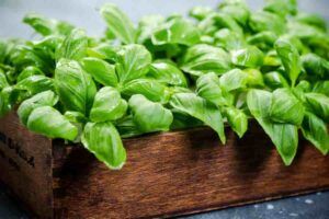 These Wonderful Health Benefits Of Basil Leaves Will Surprise You