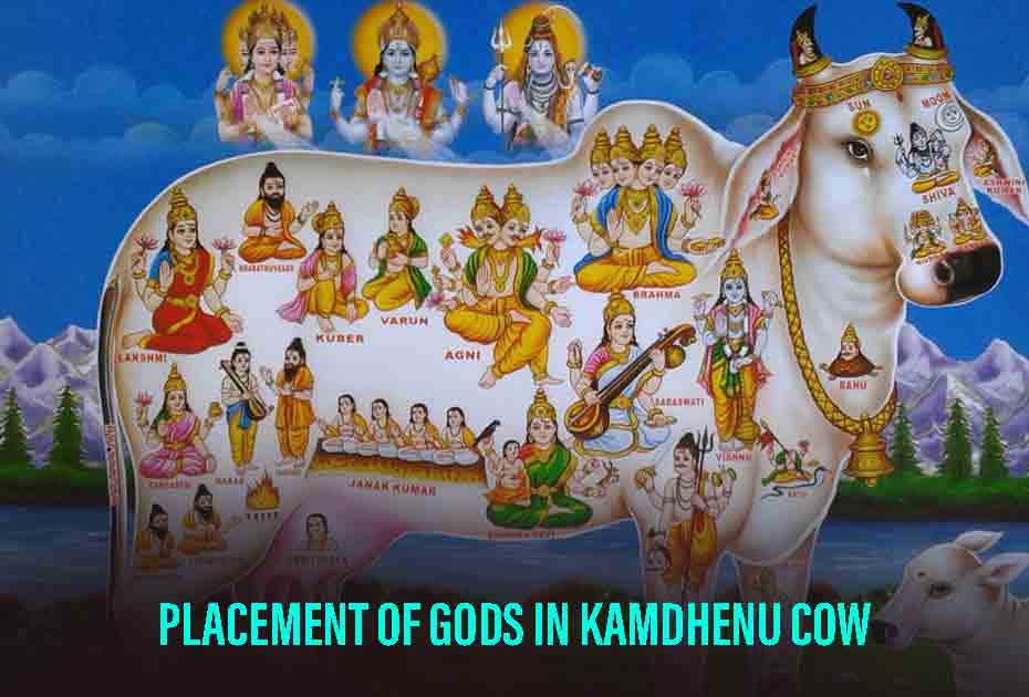 Placement Of Gods In Kamadhenu Cow