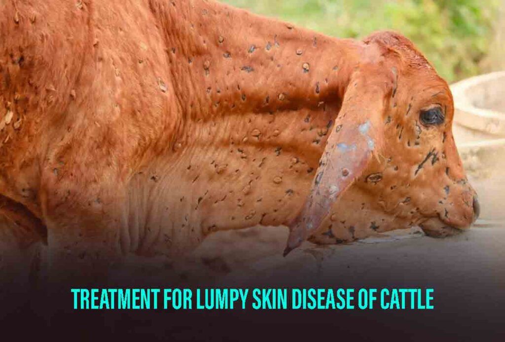 treatment for lumpy skin disease