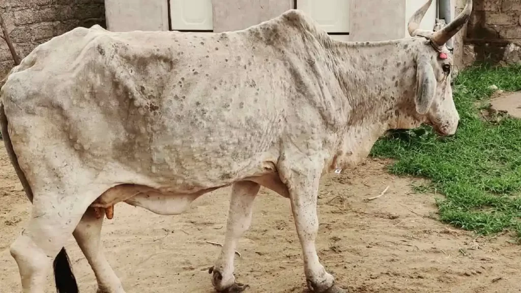 symptoms of lumpy skin disease in cattle