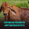 Symptoms And Treatment For Lumpy Skin Disease Of Cattle