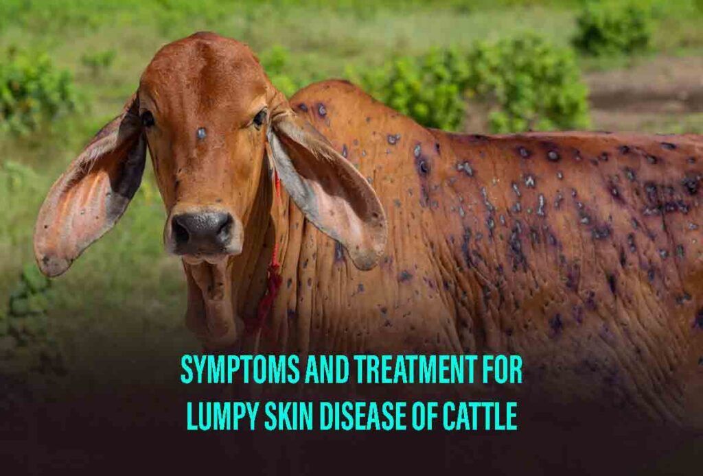 Lumpy Skin Disease Of Cattle