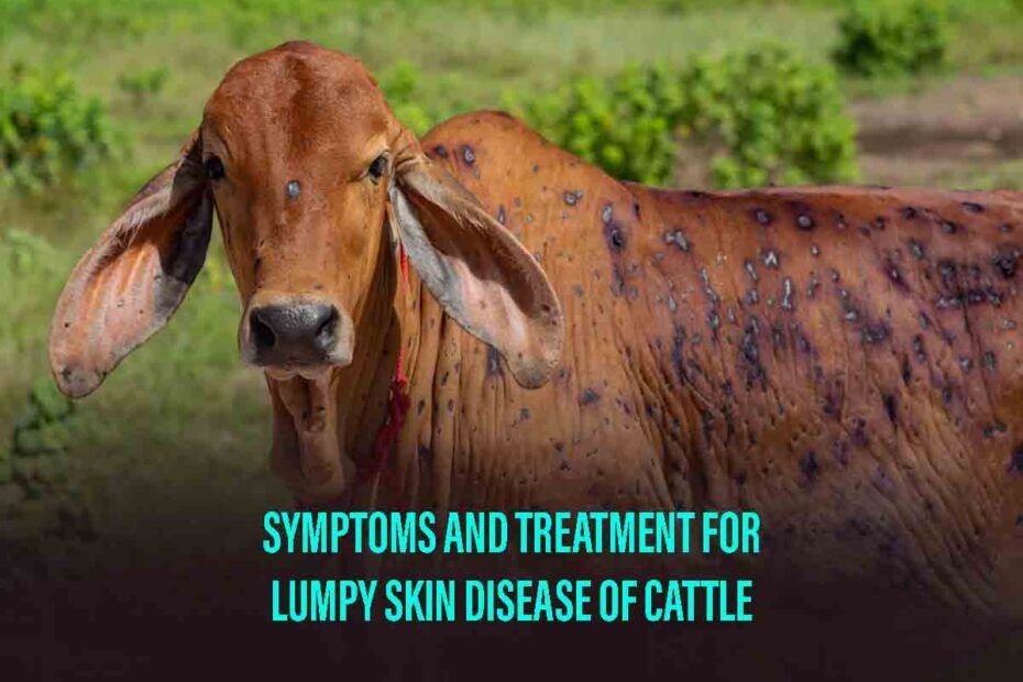 Lumpy Skin Disease Of Cattle